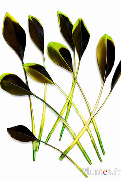 Anatra - 10-13 cm - lime